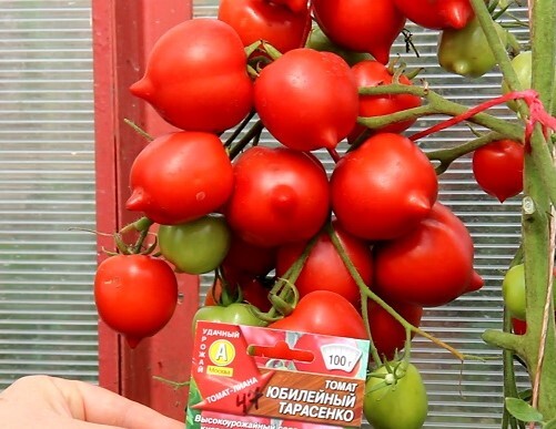 Томат юбилейный тарасенко описание отзывы фото
