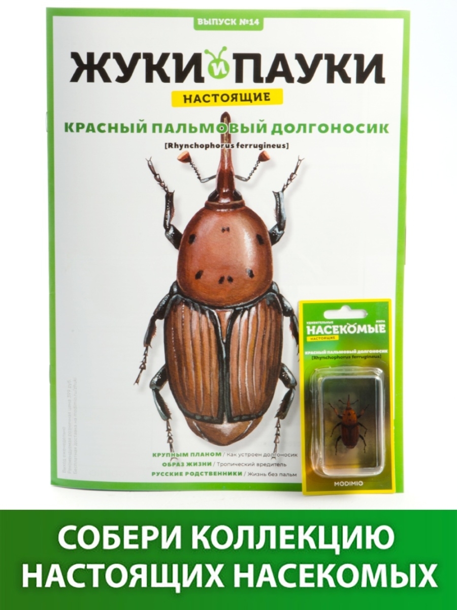 Жуки и пауки, Выпуск №14, Красный пальмовый долгоносик