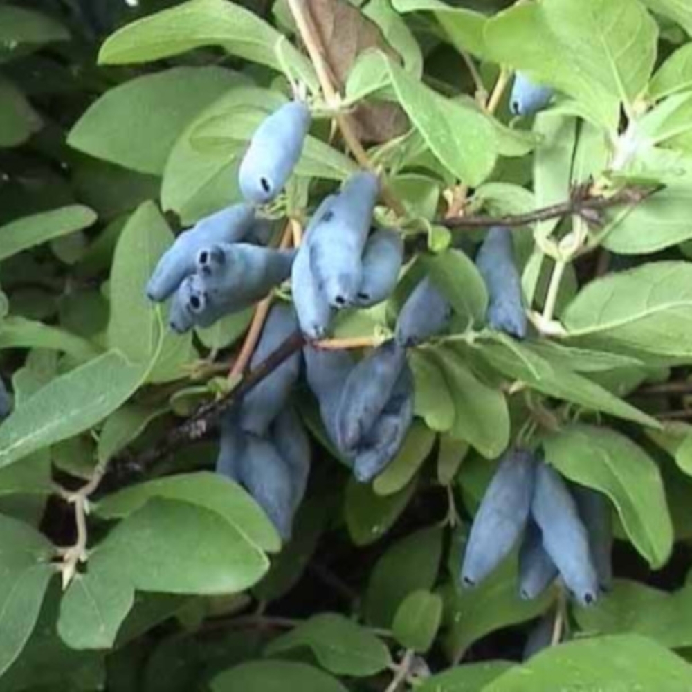 Жимолость куст. Что не любит жимолость. Какое место любит жимолость. Жимолость куст. Что не любит жимолость.