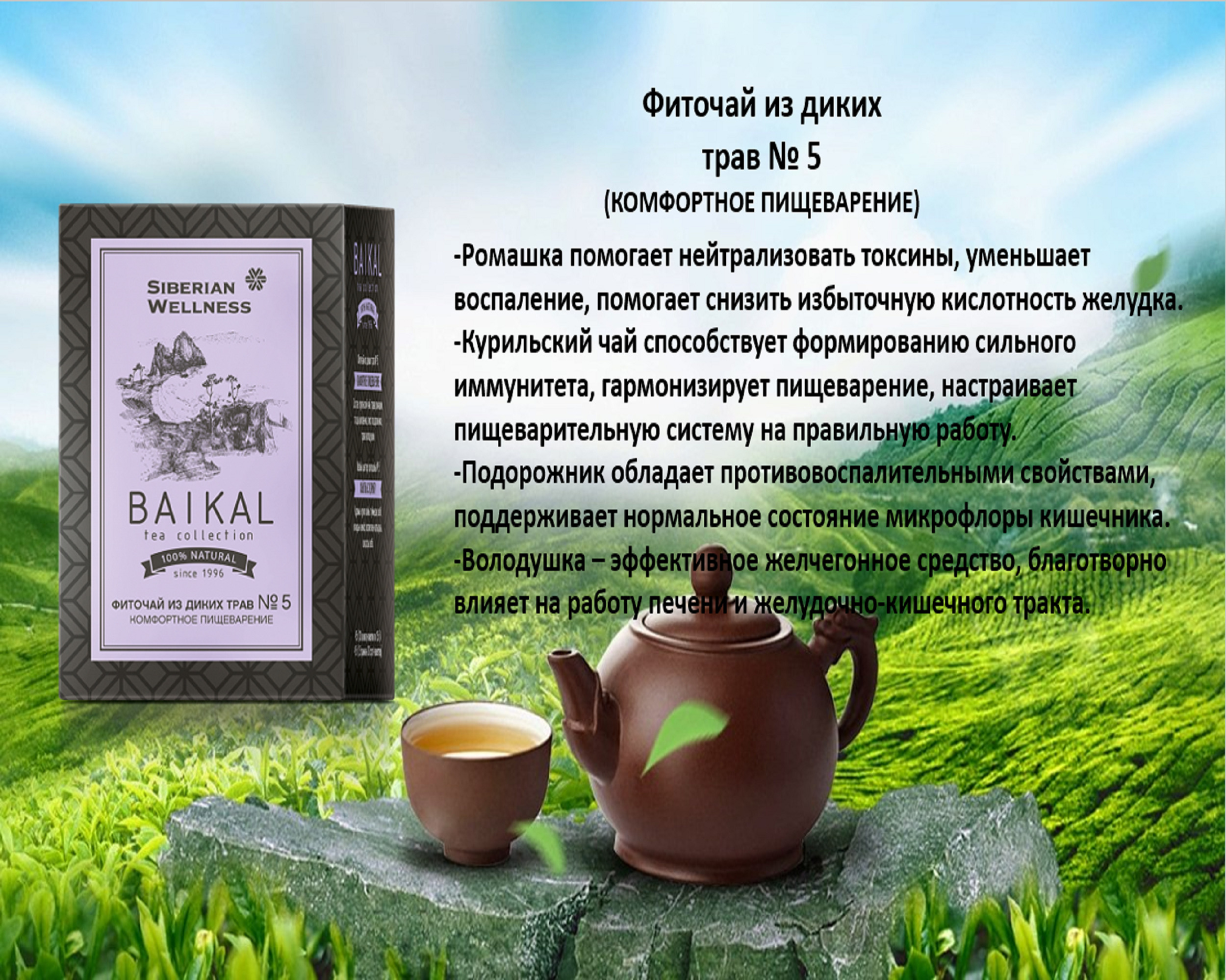 Чай сибирское здоровье отзывы