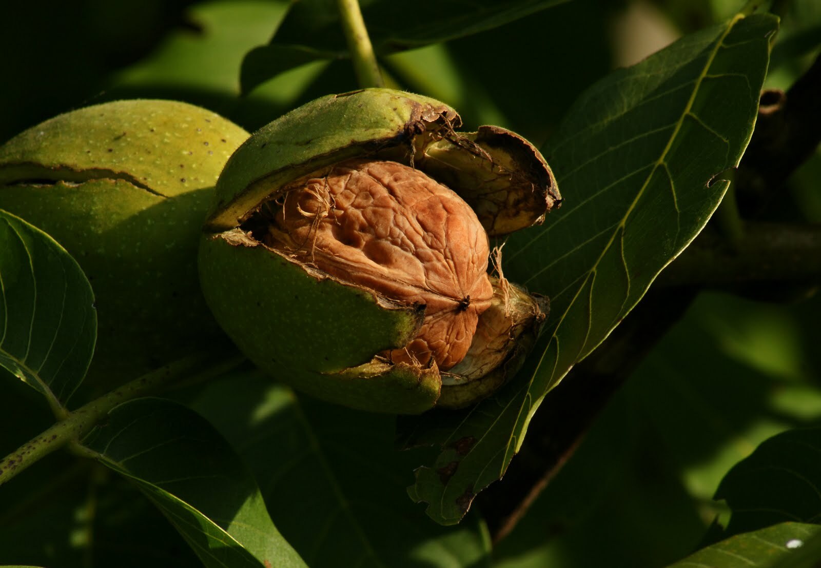 Грецкий орех в саду фото