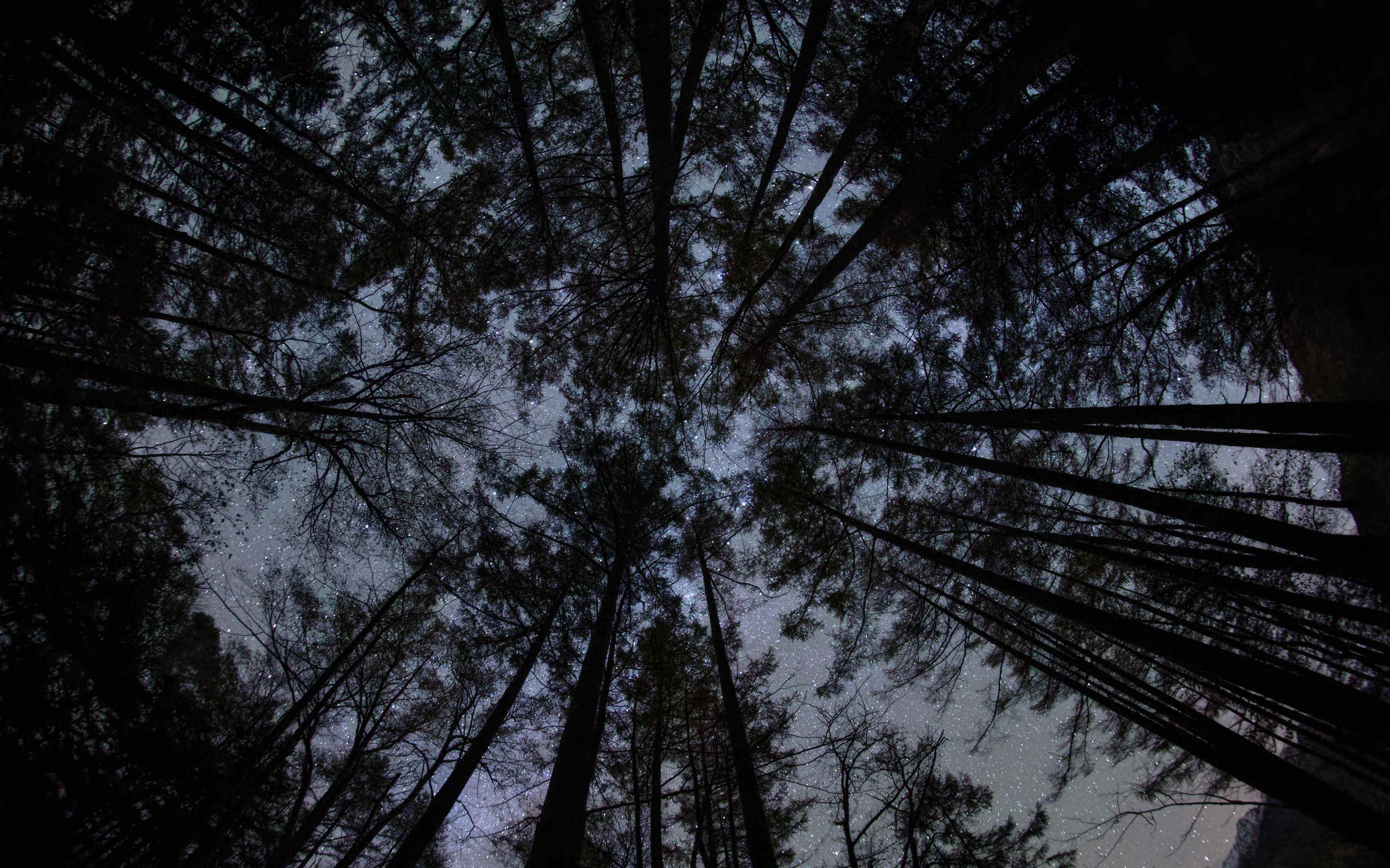 Tree 666 изображение 130