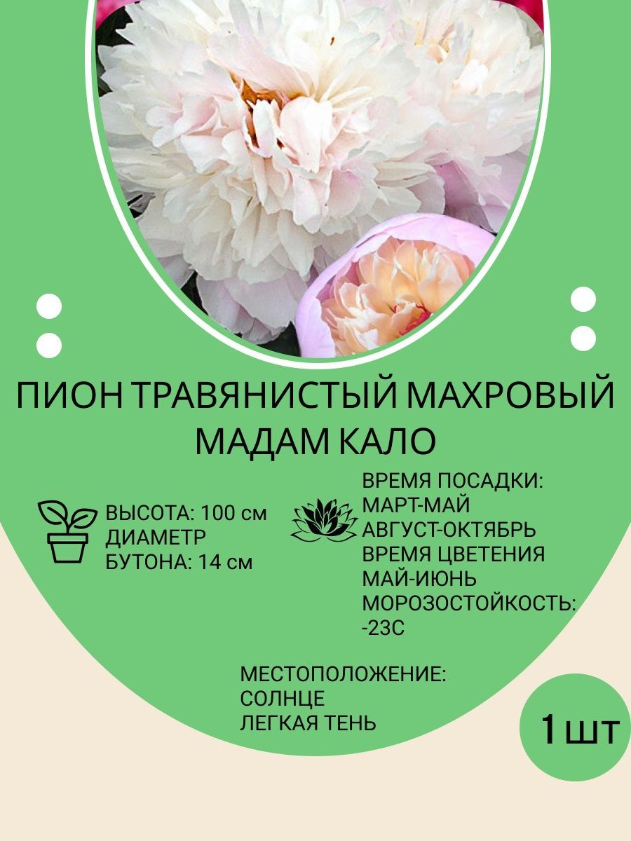 Корневища Пионов Купить В Интернет Магазине