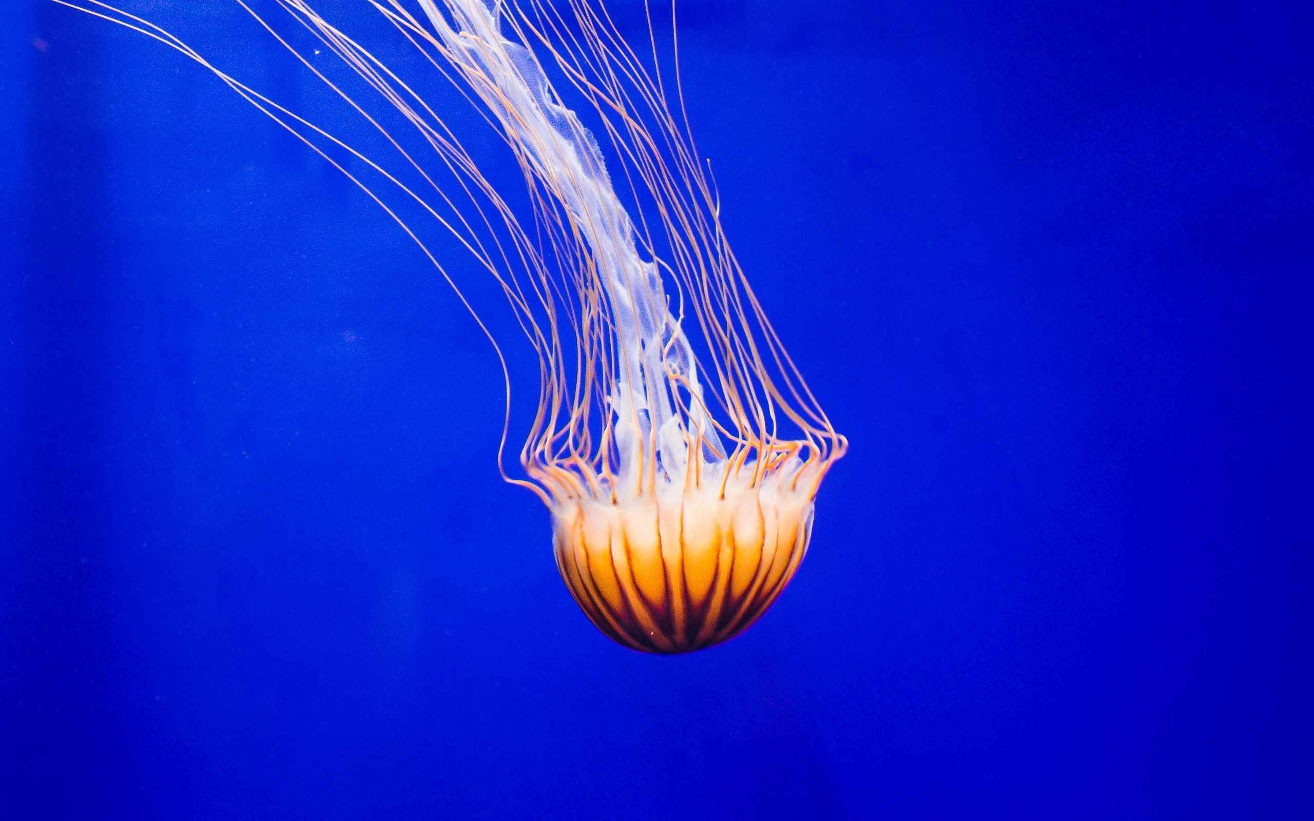 Щупальца медузы строение