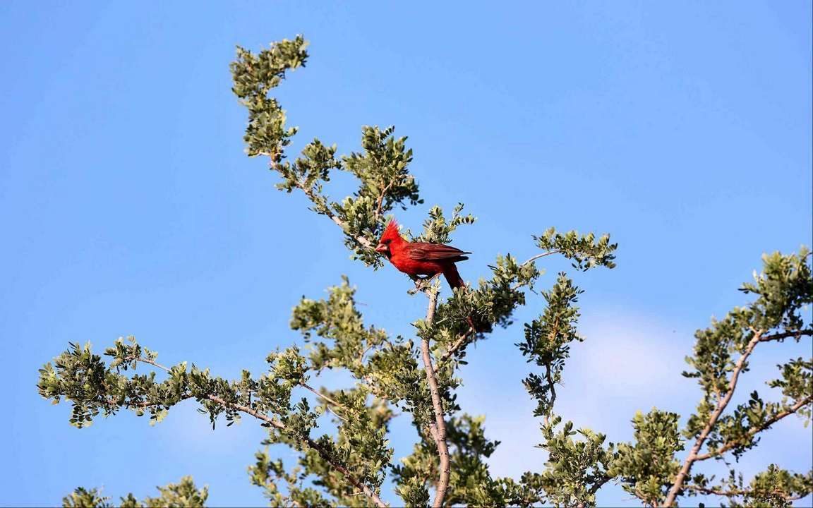 Vogel baum кухни