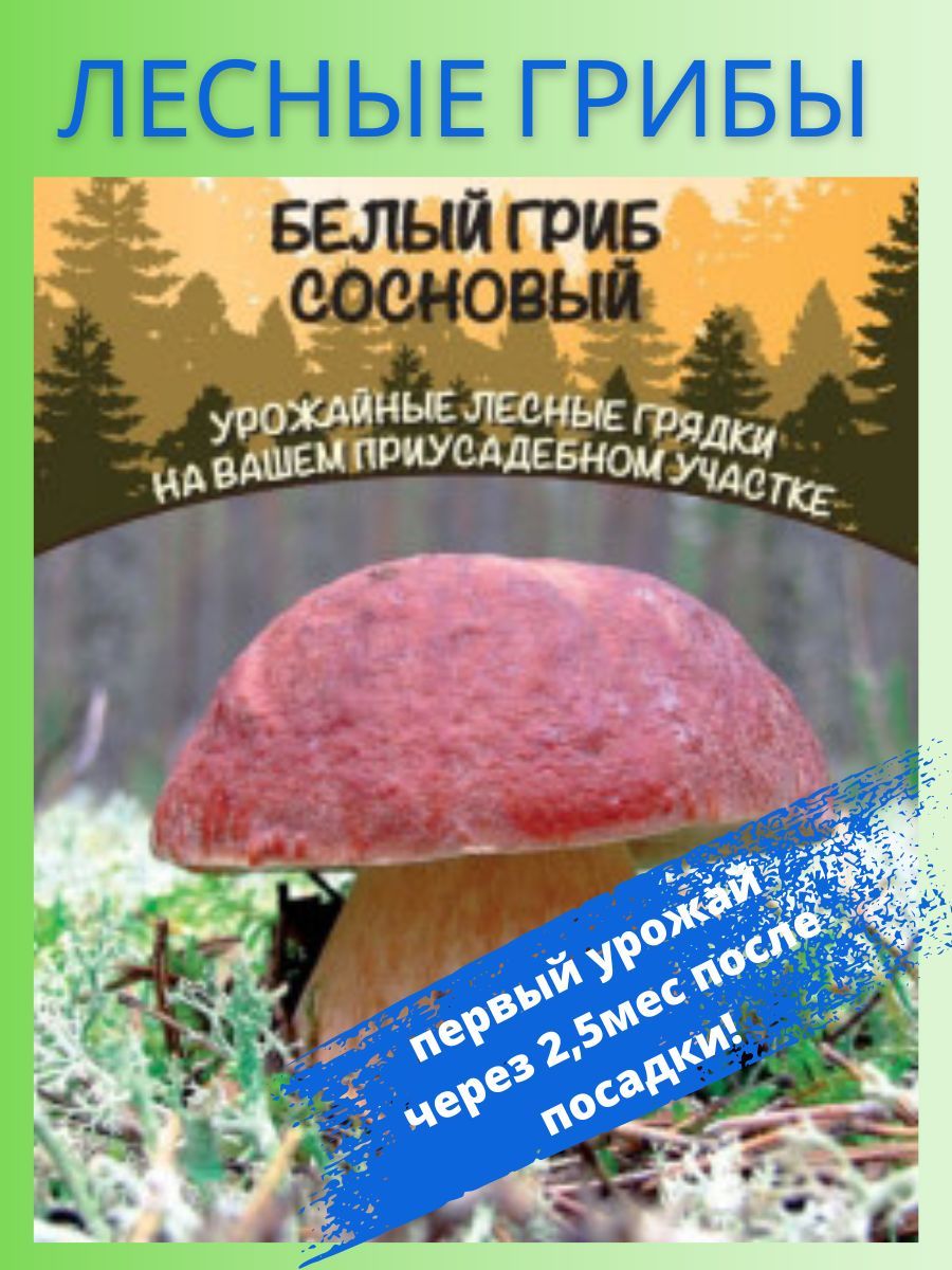 Грибы Белый Гриб Сосновый, 2 упаковки, зерновой мицелий 30 мл, Уральский  Дачник - купить по выгодным ценам в интернет-магазине OZOZN (976337624)