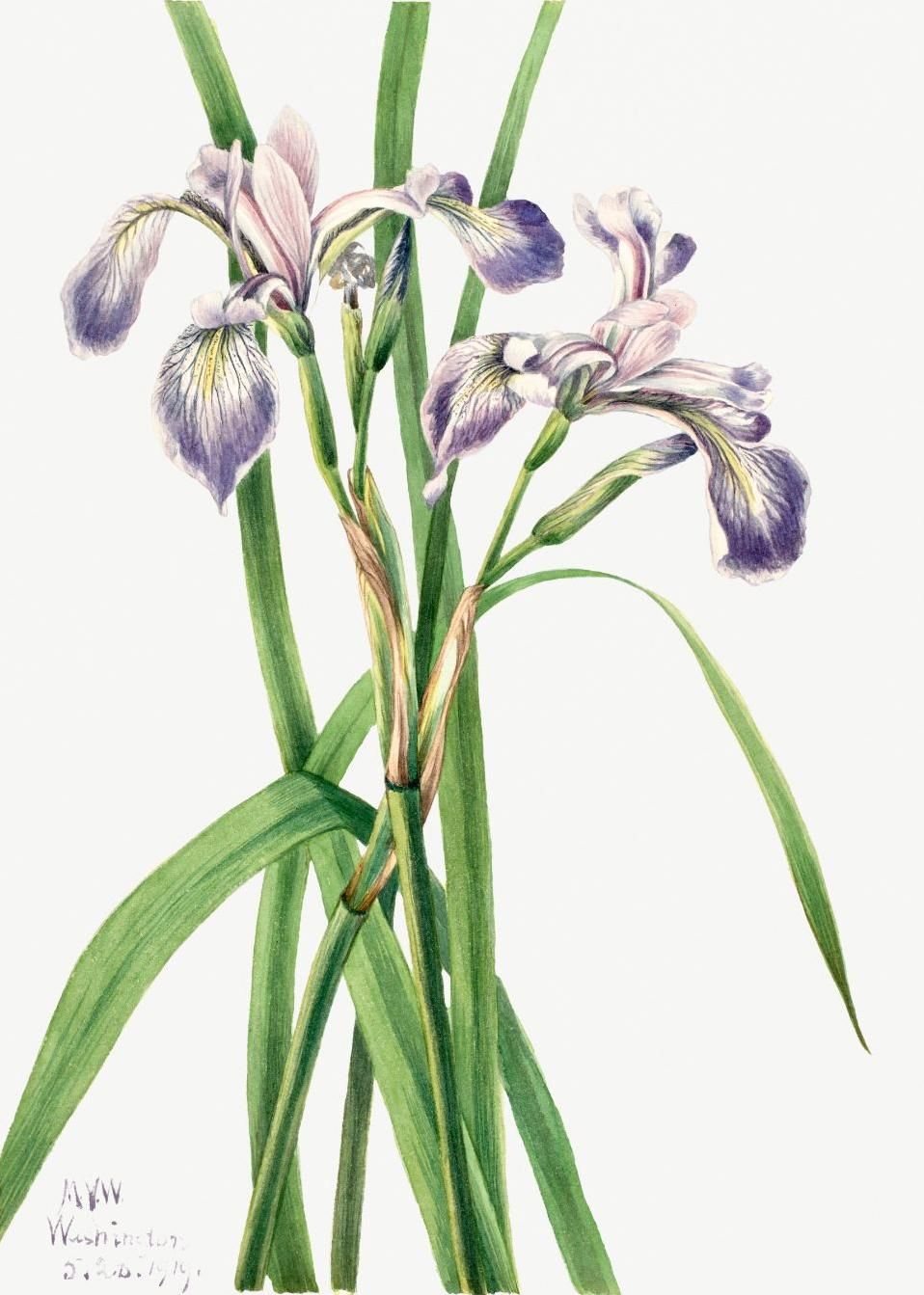 Ирис Iris versicolor