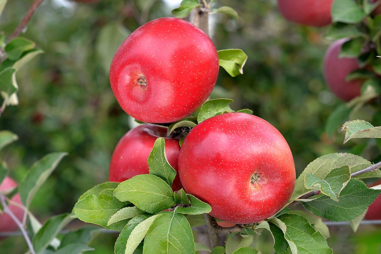 Фуджи (сорт яблони)