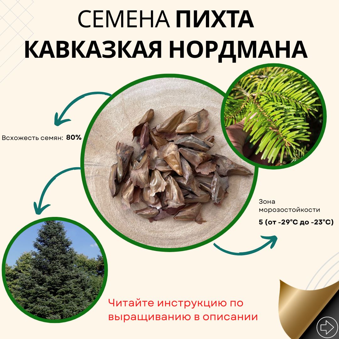 Купить Семена Пихты Нордмана