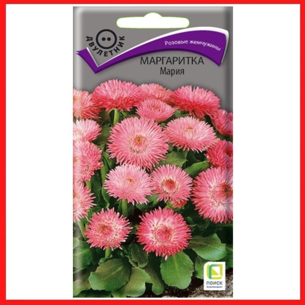 Маргаритки Семена Купить