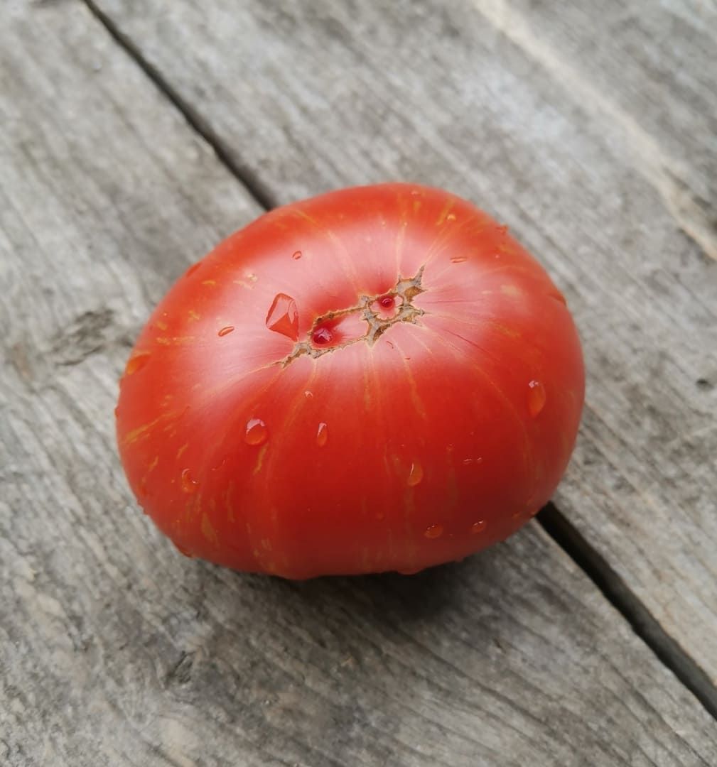 томат "двойное удовольствие дона". томат донской f1. томат двойной восторг дона. томаты don`s double delight. томат двойной восторг.