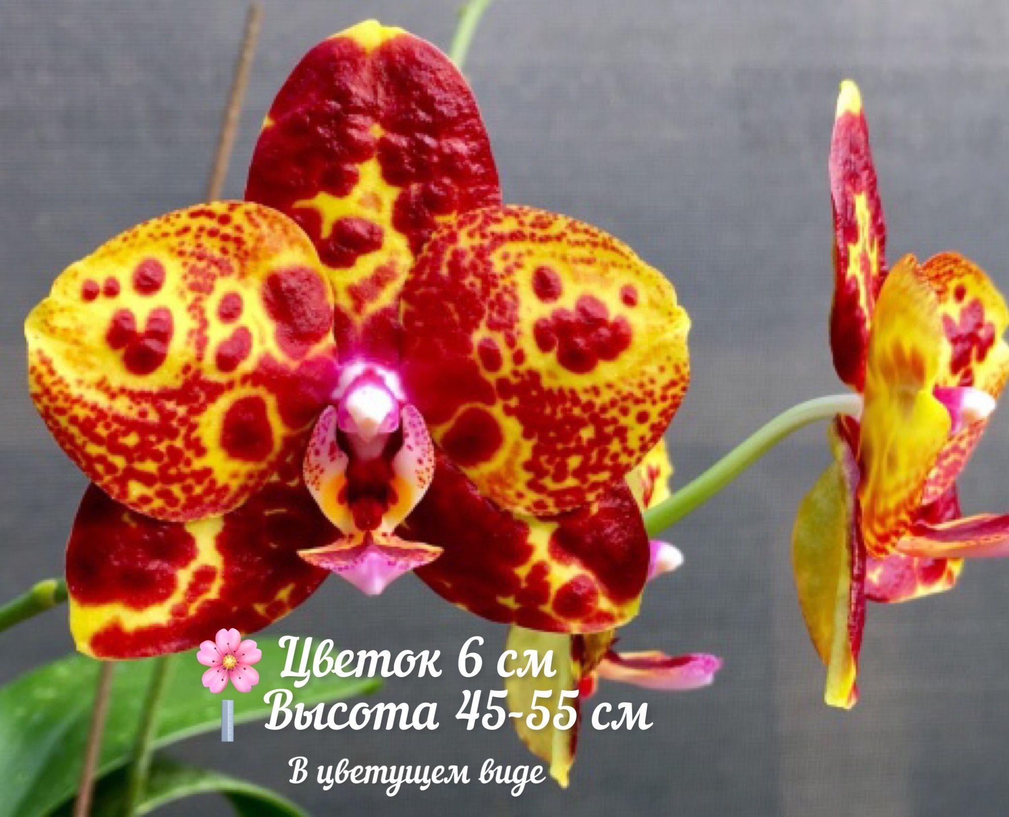 Фаленопсис green world snakeskin. Gw green world. Фаленопсис gw green world snakeskin. Green world snakeskin орхидея. Phal.