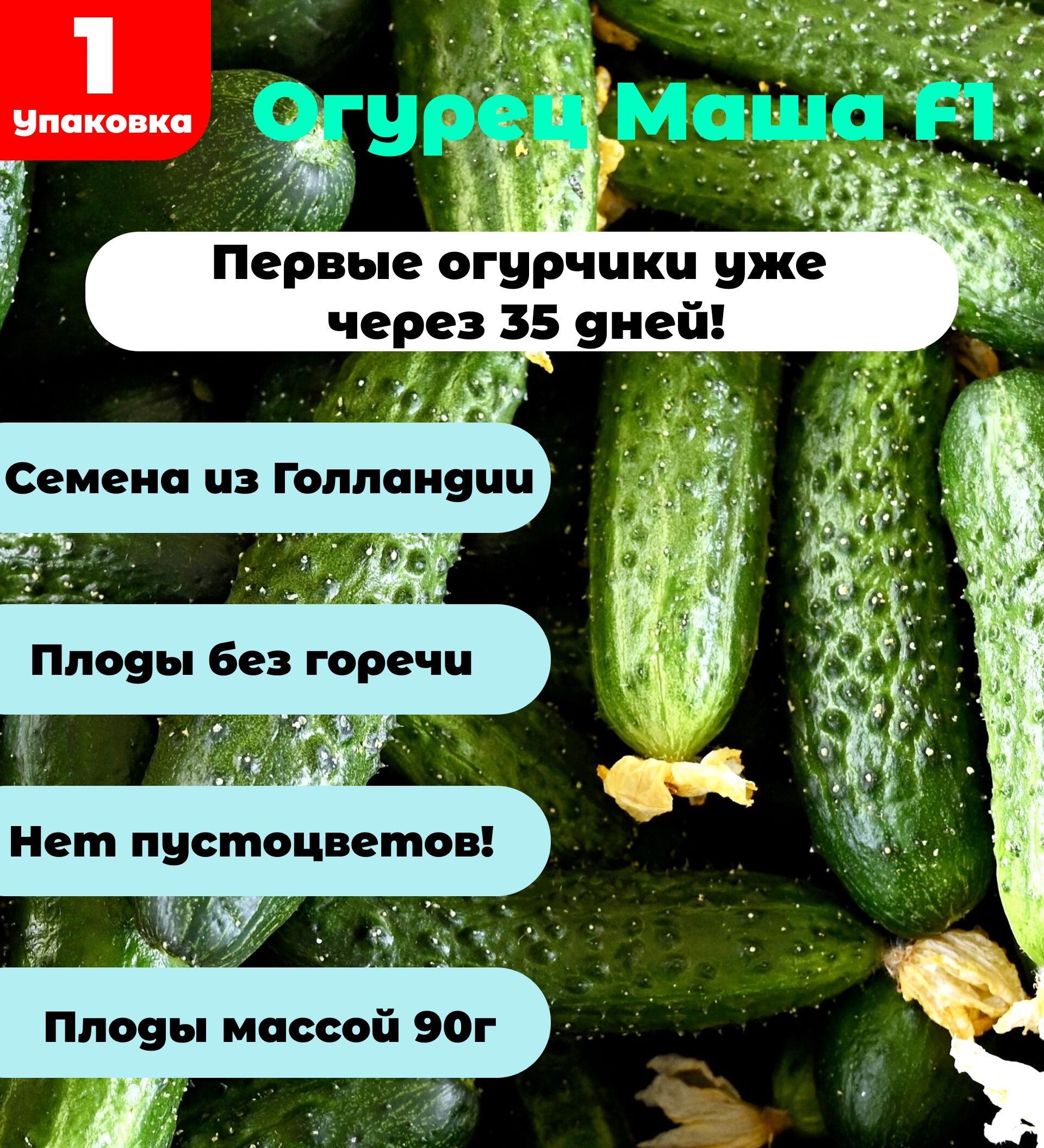 Огурцы Маша Отзывы Фото Урожайность