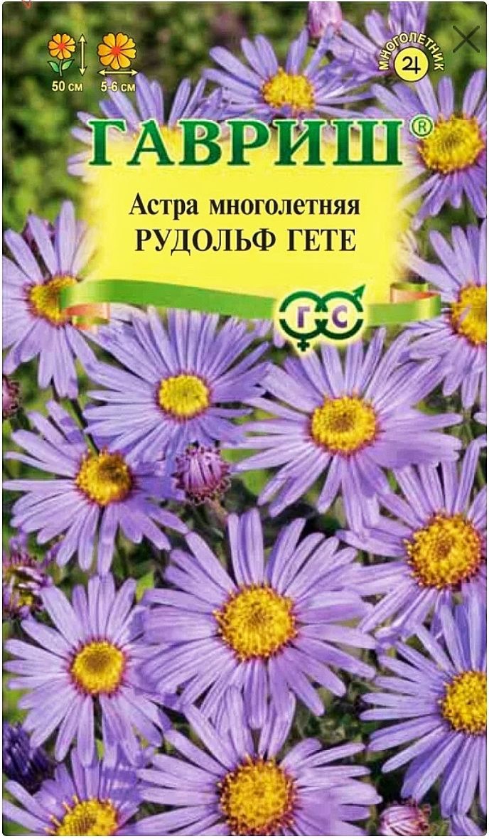 АстраитальянскаяРудольфГете,1пакет,семена0,05гр,Гавриш,многолетняя