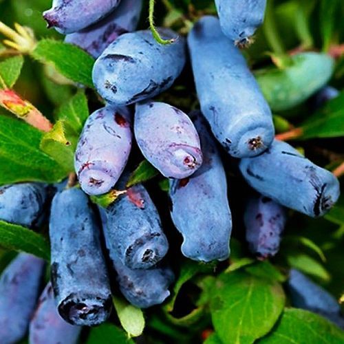 Жимолость блюбанана. Жимолость канадская голубой банан. Жимолость морена. Жимолость блюбанана. Жимолость канадская голубой банан.