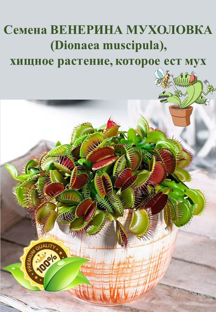 Семена Венериной Мухоловки – купить в интернет-магазине OZON по низкой цене