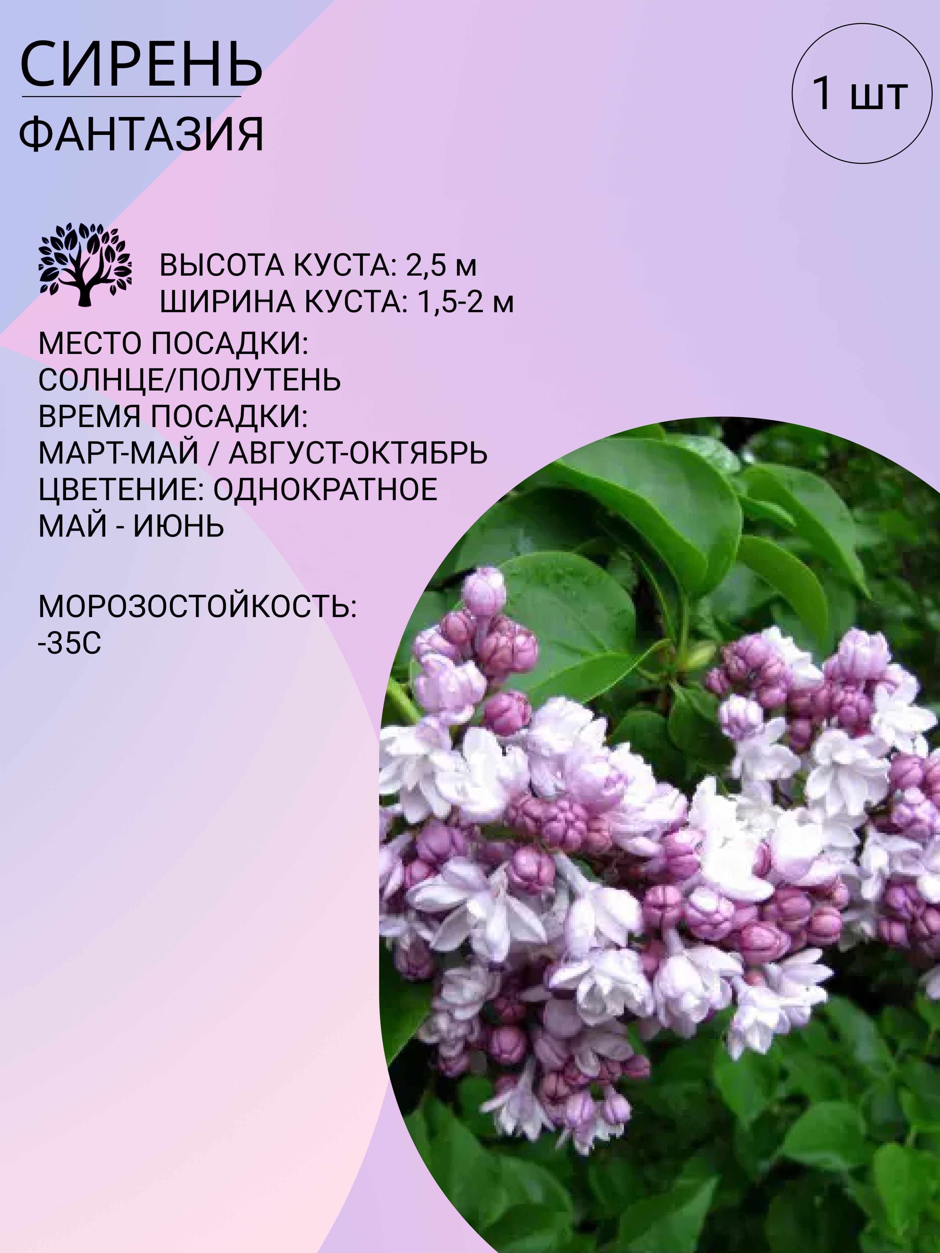 В какое время года появляется сирень. Сирень декоративная. корни сирени. сирень декоративная майра. когда появляется сирень.