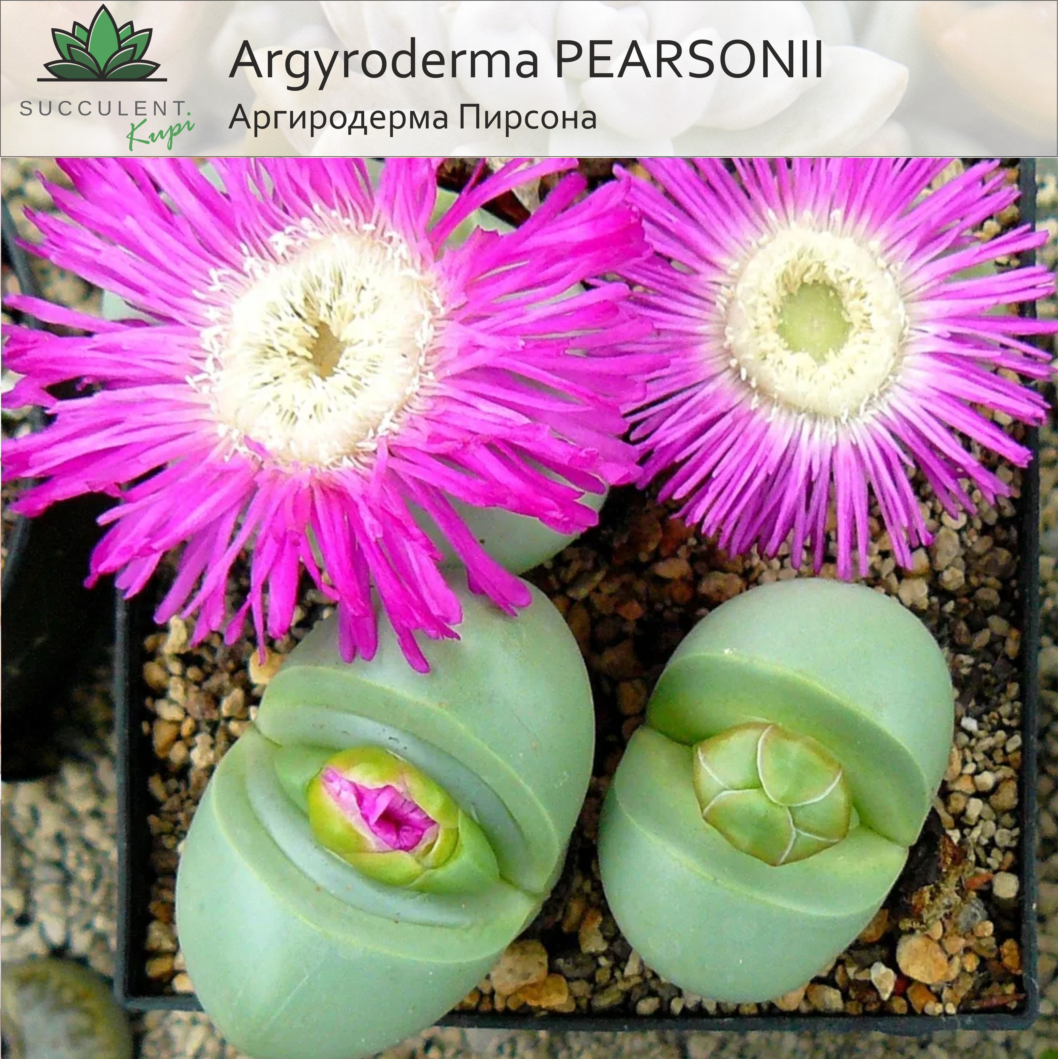 Аргиродерма Lithops Argyroderma