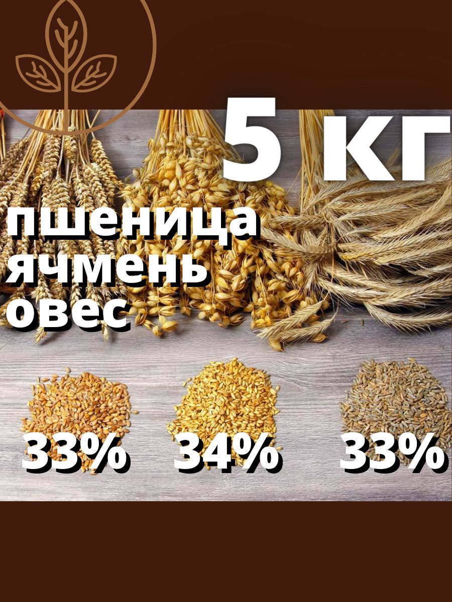 Ячмень Зерно Купить