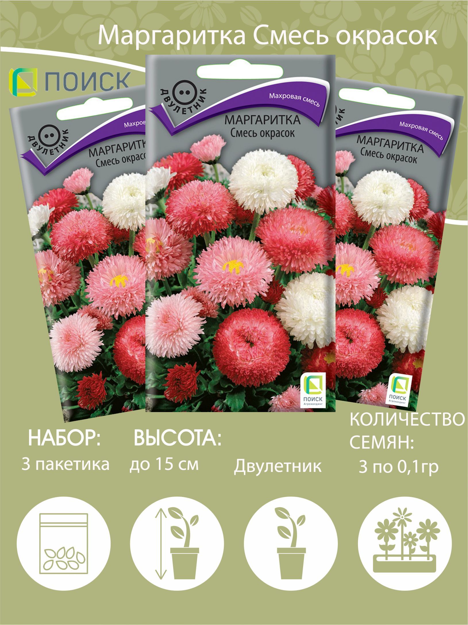 Маргаритки Семена Купить