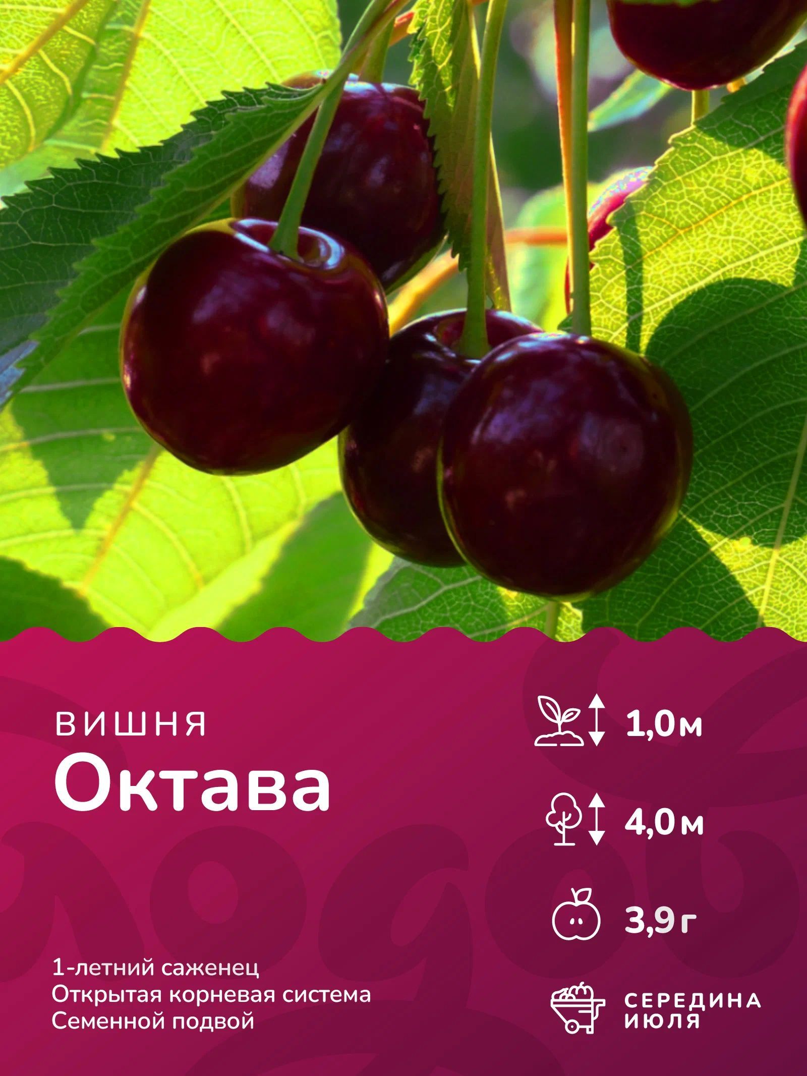 Вишня октава описание сорта фото отзывы Саженец,1шт - купить с доставкой по выгодным ценам в интернет-магазине OZON (119