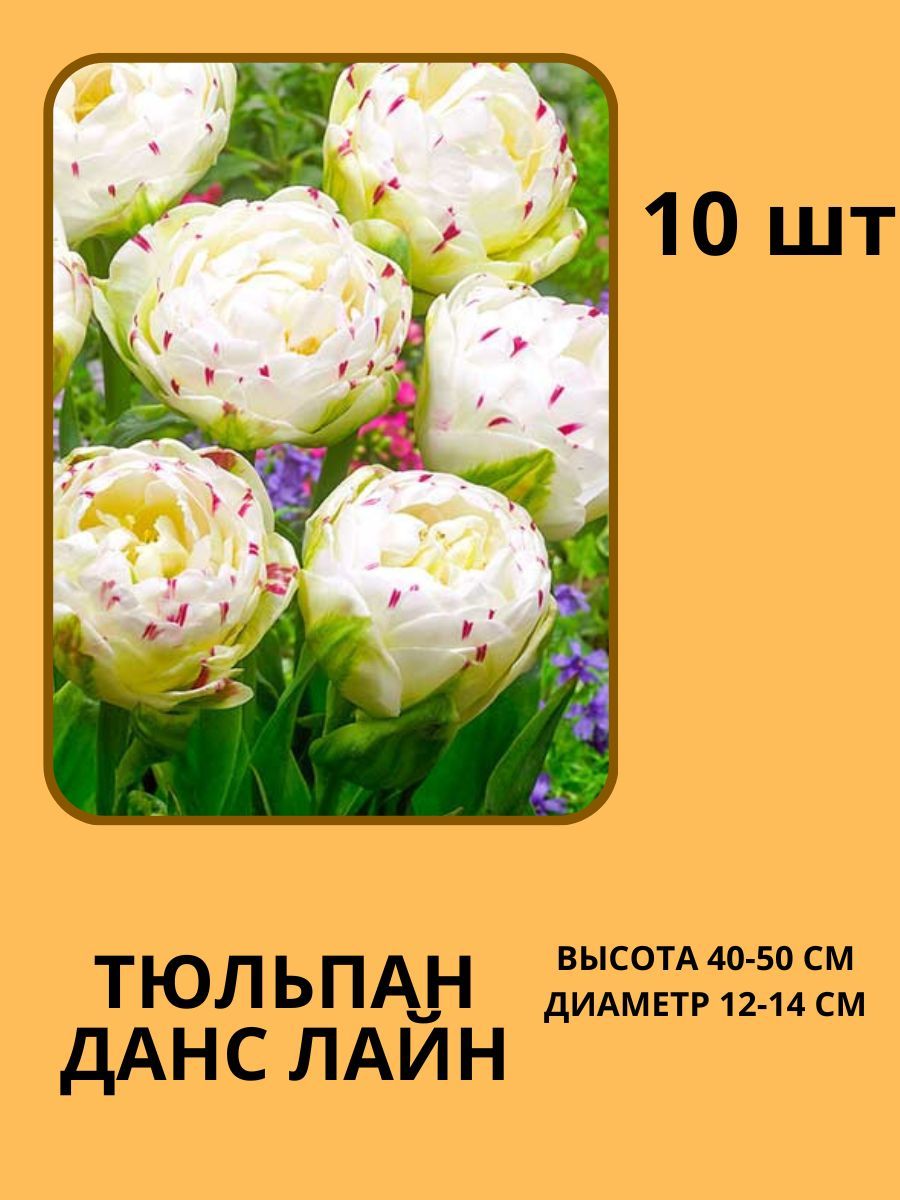 Тюльпан Дэнс Лайн Фото
