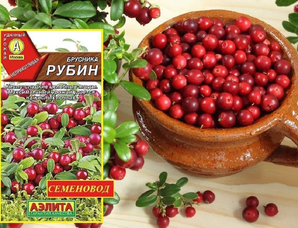 Семена брусники. Брусника Рубин. Брусника Рубин фото. Семена брусники фото.