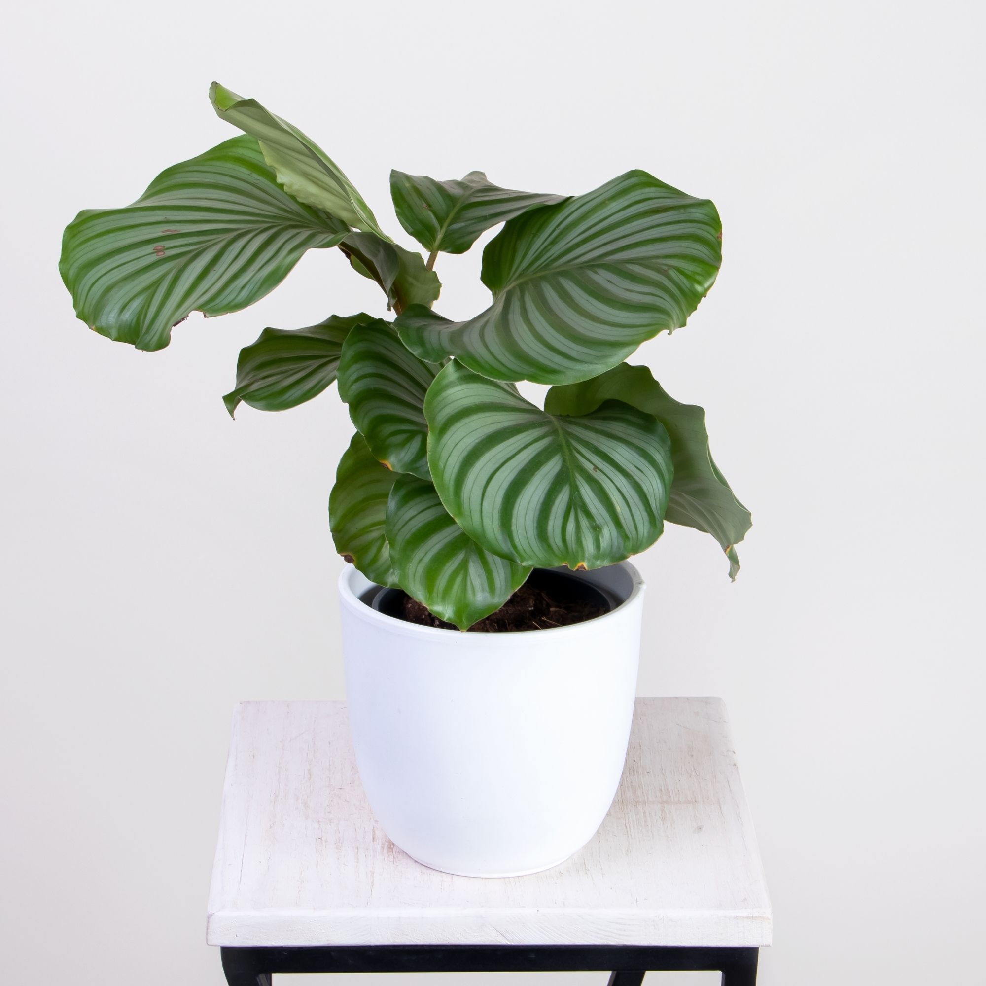 Calathea орбифолия