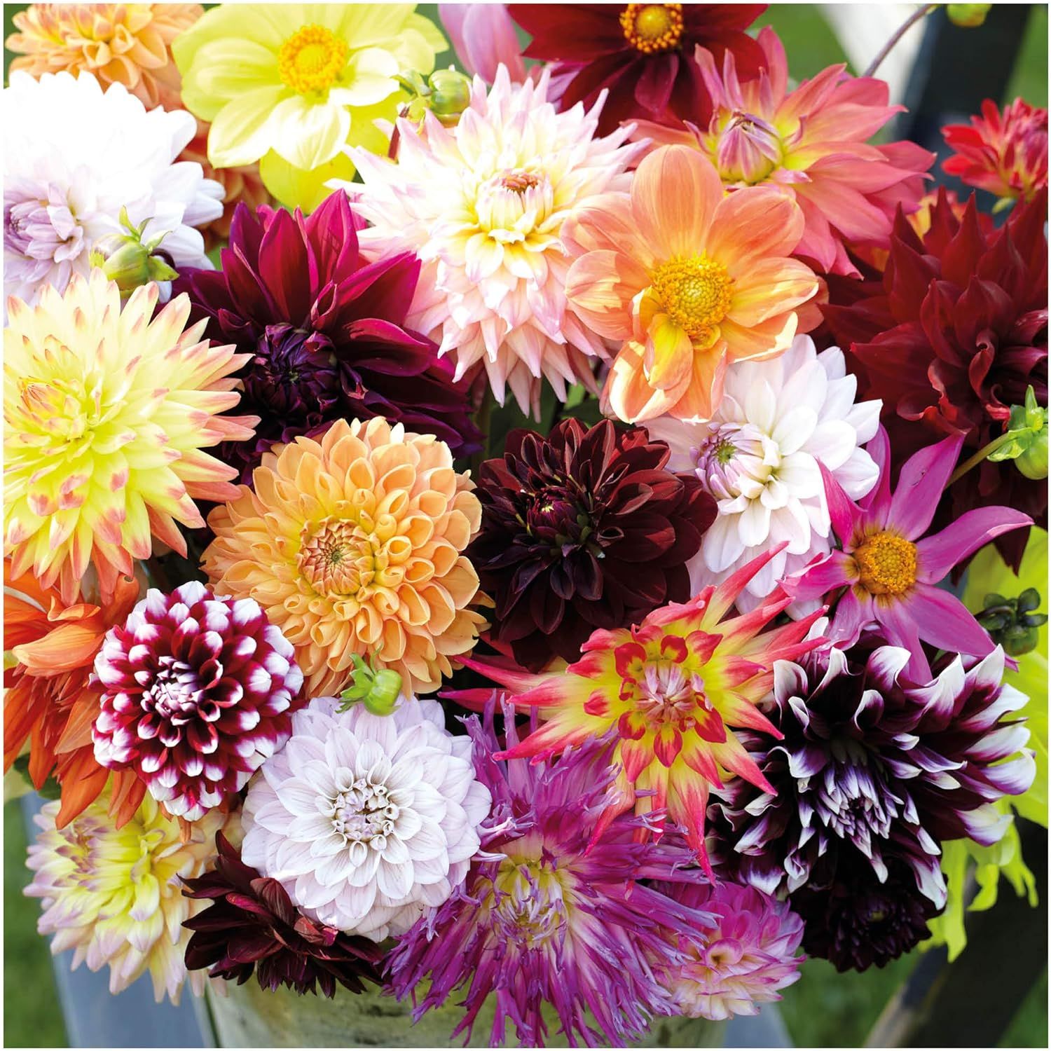 Георгины Dahlia Mix