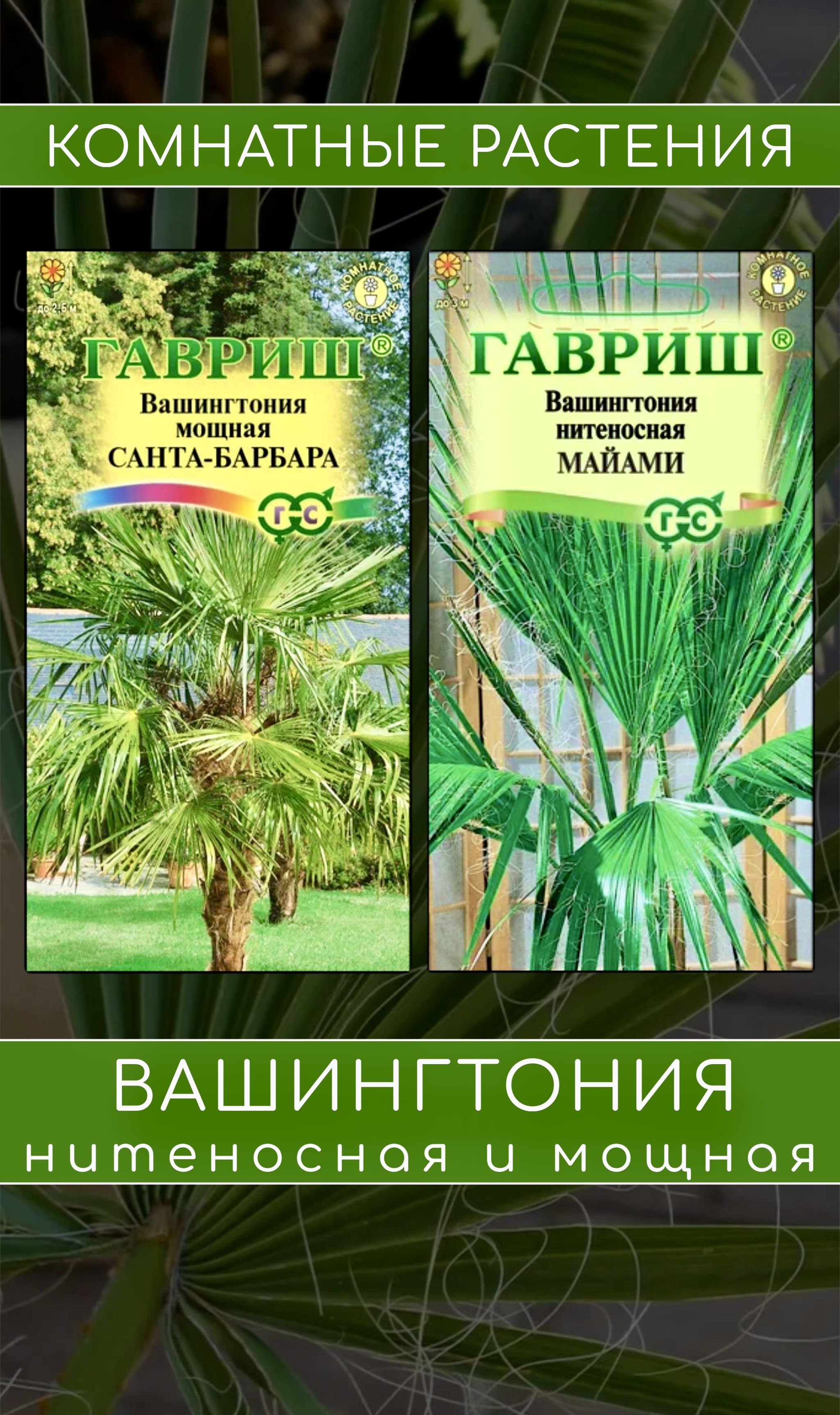 Вашингтония комнатная пальма Гавриш mayami - купить по выгодным ценам в  интернет-магазине OZON (598284554)