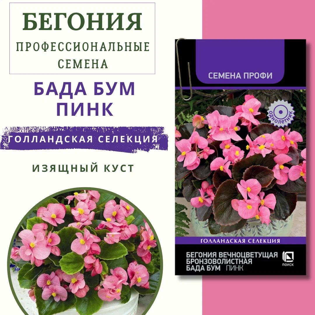 Бегонии, Бегония ПОИСК Агрохолдинг begonia_розовый_белый_бронза_Бегония  вечноцветущая бронзоволистная 