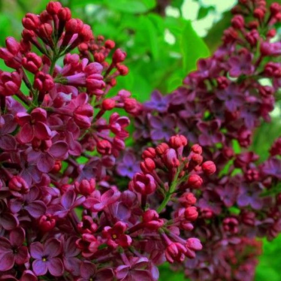 Сирень обыкновенная (Syringa vulgaris l.)