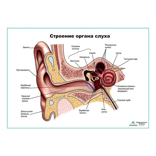 Строение уха человека анатомия рисунок