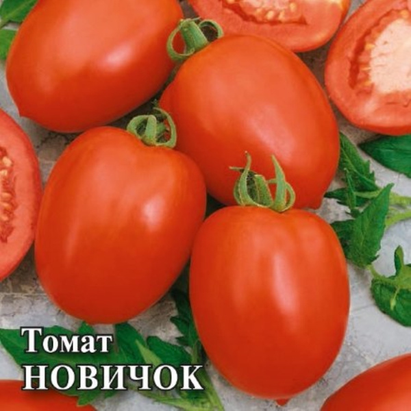 Сорт томатов новичок фото