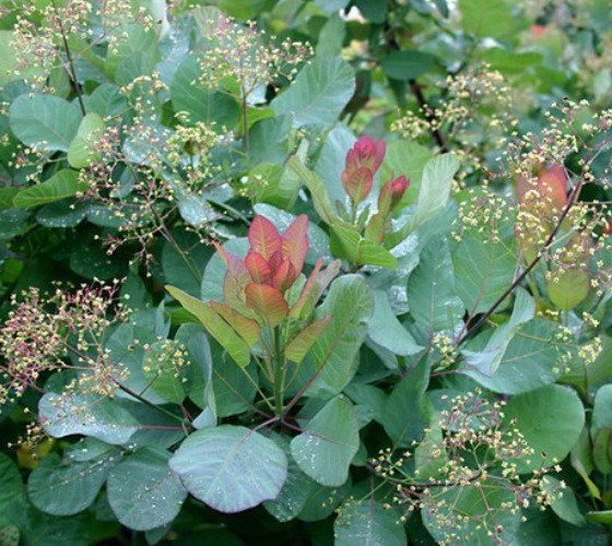 Купить Семена Скумпии В Интернет Магазине