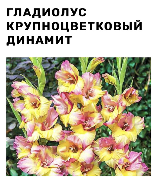 Гладиолус Гладиолус - купить по выгодным ценам в интернет-магазине OZON ...