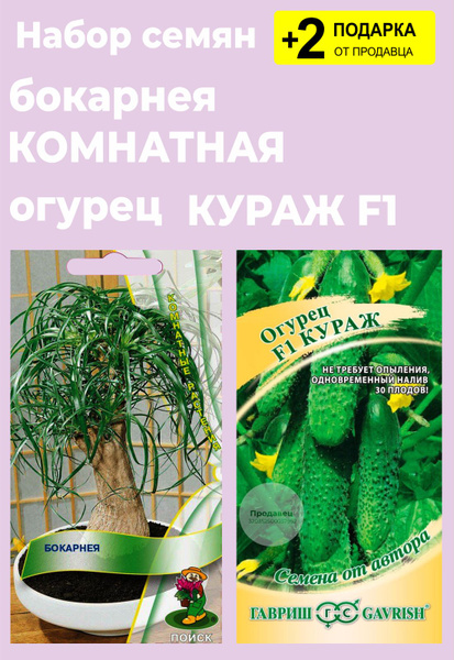 Бокарнея (Бутылочное дерево), Огурцы For Home And Family Бокарнея ...