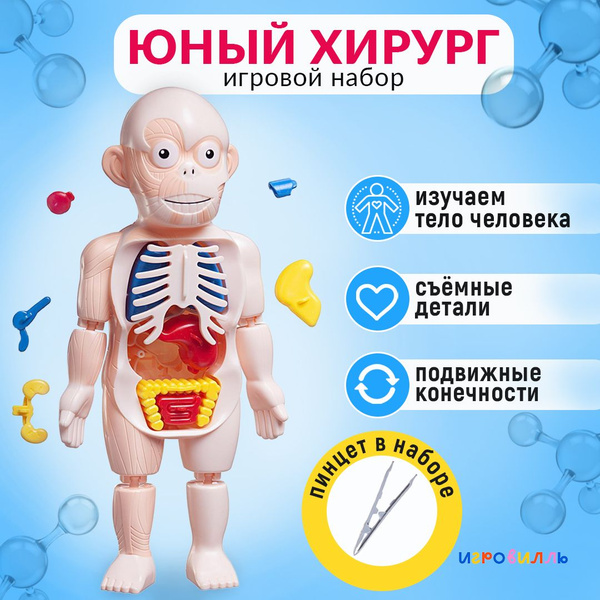 Анатомическая кукла Human Body Model. Анатомический набор человеческого ...