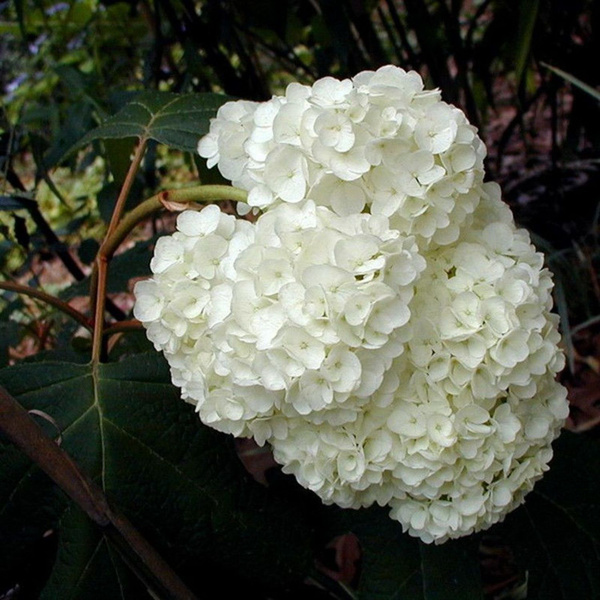 File:Hydrangea quercifolia double-flowered.jpg - Wikimedia Commons