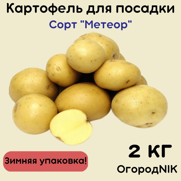 Картофель семенной "Метеор" купить на OZON по низкой цене (1707384706)