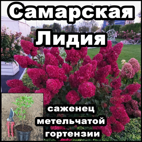 Где В Москве Купить Гортензию Самарская Лидия