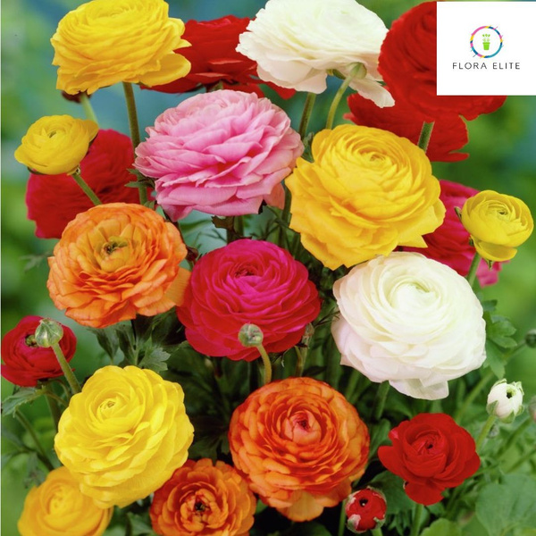 Ранункулюс (Ranunculus) - описание сорта, фото, саженцы, посадка, особенности ух