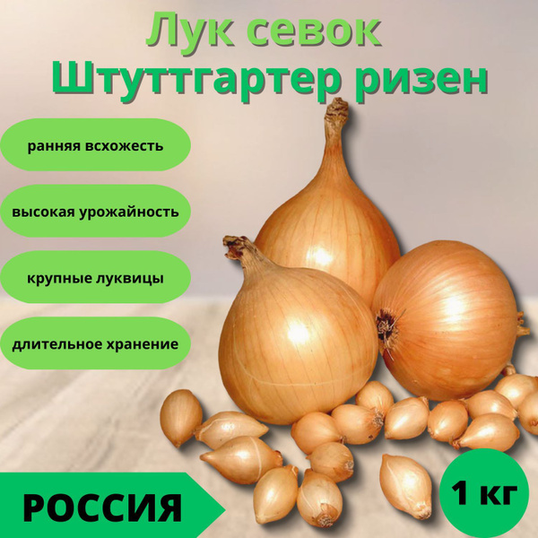 Луковицы Лук купить по выгодной цене в интернет-магазине OZON (943516602)