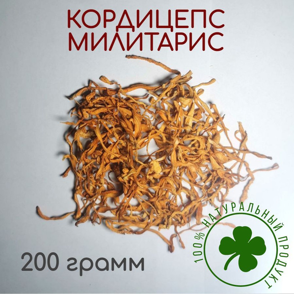 Кордицепс милитарис (Cordyceps militaris) плодовое тело 200г - купить с ...