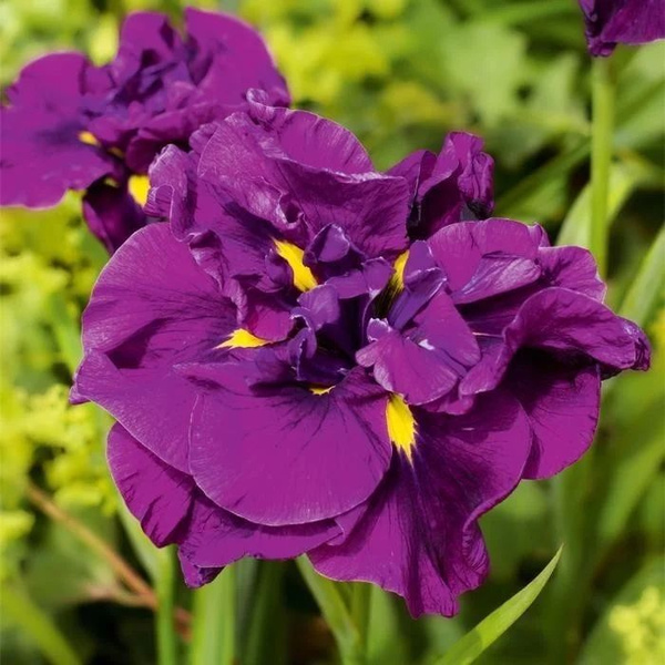 Луковицы Ирисы Цветояр купить по выгодной цене в интернет-магазине OZON ...