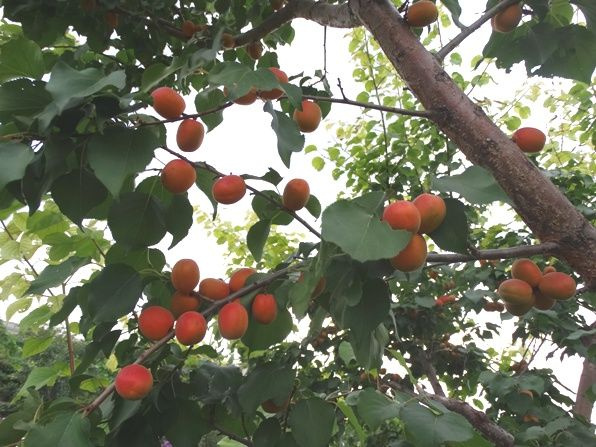 персик уралец отзывы описание. персик уралец отзывы описание. абрикос уралец. персик уралец дерево. сорт персика зумба.