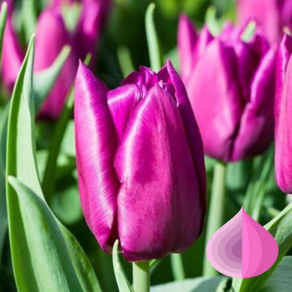 Purple lady тюльпан фото и описание