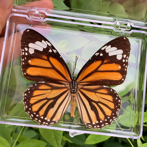 Настоящий образец бабочки в прозрачном боксе,06 - купить с доставкой по ...
