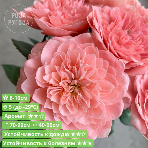 Роза японская Микото (Mikoto) Wabara Япония 2016 - купить с доставкой ...