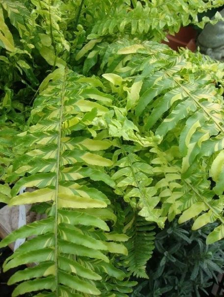 папоротник вариегатный Тигр - купить с доставкой по выгодным ценам в ...